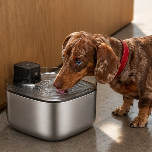 Cordless Water Fountain 5.5L/185 oz – Stainless Steel Pet Fountain with UVC Light, LCD Display & Motion Sensor